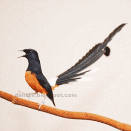 Detail Animasi Gambar Burung Nomer 10