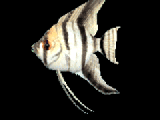 Detail Animasi Ikan Lele Nomer 22