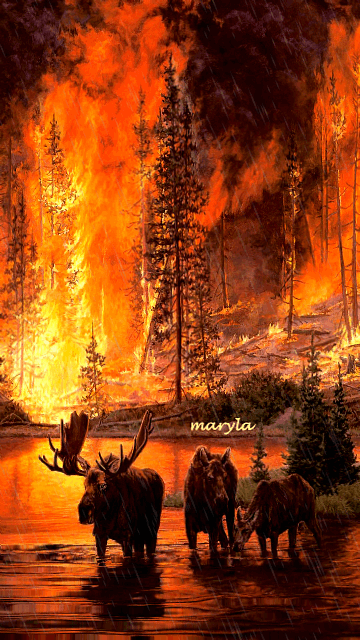 Animasi Kebakaran Hutan - KibrisPDR