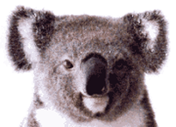 Detail Animasi Koala Nomer 48