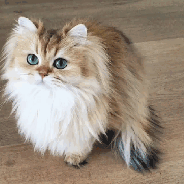 Download Animasi Kucing Bergerak Nomer 14
