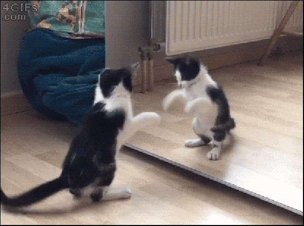 Download Animasi Kucing Bergerak Dan Bersuara Nomer 15
