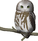 Detail Animasi Owl Nomer 40