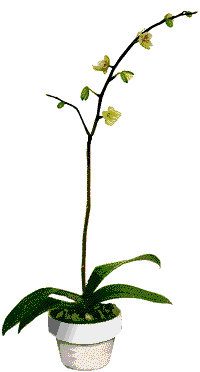 Detail Animasi Rumput Dan Bunga Nomer 9