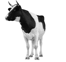 Detail Animasi Sapi Nomer 26