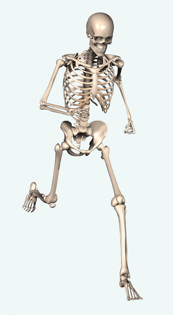 Detail Animasi Tulang Nomer 19