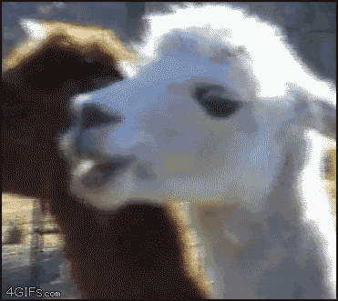 Detail Animated Llama Gif Nomer 27