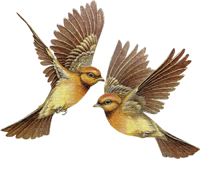 Detail Animated Love Birds Gif Nomer 19