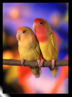 Detail Animated Love Birds Gif Nomer 26