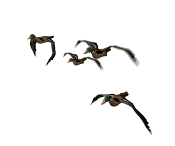Detail Bird Animated Gif Nomer 43