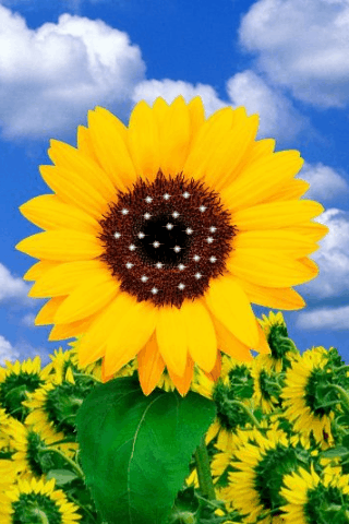 Detail Bunga Matahari Animasi Nomer 11