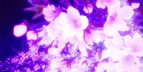 Detail Bunga Sakura Gif Nomer 39