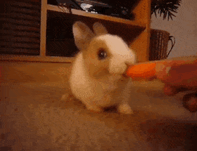 Detail Bunny Eating Carrot Gif Nomer 30