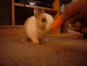 Detail Bunny Eating Carrot Gif Nomer 53