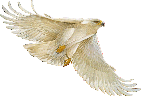 Detail Burung Animasi Nomer 3