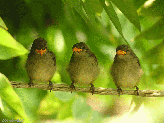 Detail Burung Animasi Nomer 9