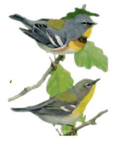 Detail Burung Animasi Nomer 17