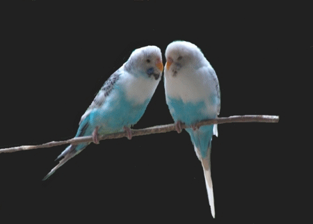 Detail Burung Animasi Nomer 20