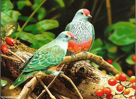 Detail Burung Animasi Nomer 22