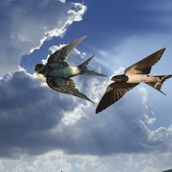 Detail Burung Animasi Nomer 23
