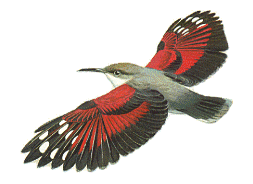 Detail Burung Animasi Nomer 25