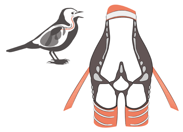 Detail Burung Animasi Nomer 27