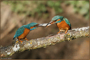 Detail Burung Animasi Nomer 32