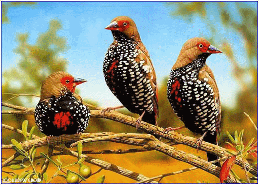 Detail Burung Animasi Nomer 34