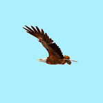 Detail Burung Elang Animasi Nomer 4