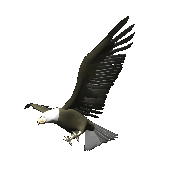 Detail Burung Elang Animasi Nomer 6