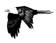 Detail Burung Elang Animasi Nomer 8