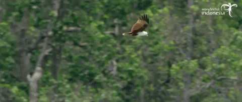 Detail Burung Elang Animasi Nomer 20