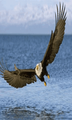 Detail Burung Elang Animasi Nomer 24