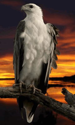 Detail Burung Elang Animasi Nomer 28
