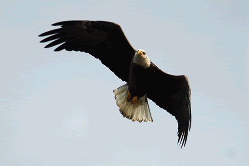 Detail Burung Elang Animasi Nomer 3