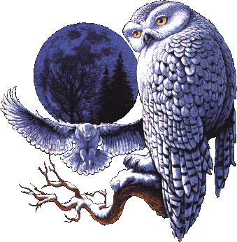 Detail Burung Hantu Animasi Nomer 14