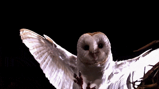Detail Burung Hantu Animasi Nomer 4