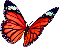 Detail Butterfly Gif Transparent Nomer 7