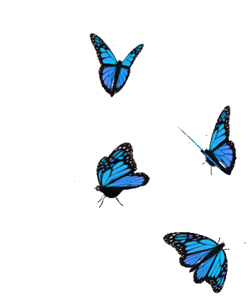 Butterfly Transparent Gif - KibrisPDR