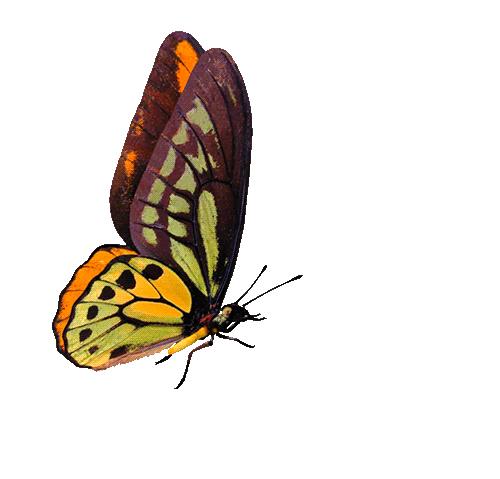 Detail Butterfly Transparent Gif Nomer 10