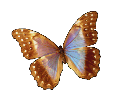 Detail Butterfly Transparent Gif Nomer 11
