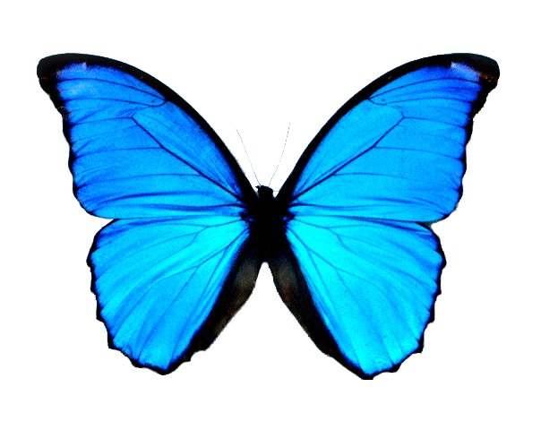 Detail Butterfly Transparent Gif Nomer 18