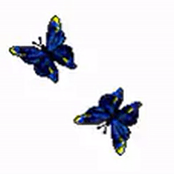 Detail Butterfly Transparent Gif Nomer 30