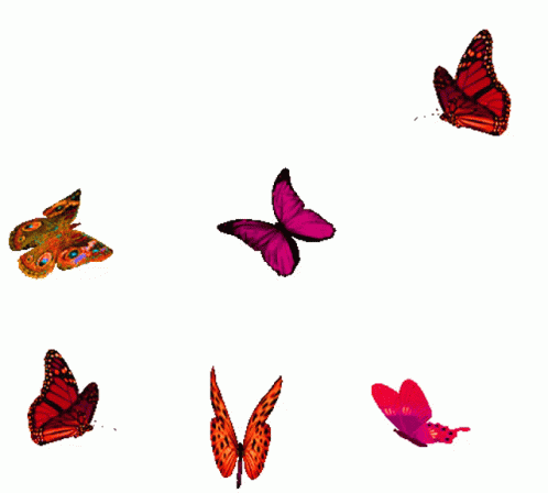 Detail Butterfly Transparent Gif Nomer 34
