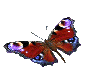 Detail Butterfly Transparent Gif Nomer 38