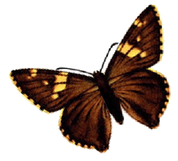 Detail Butterfly Transparent Gif Nomer 44