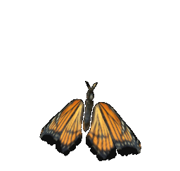 Detail Butterfly Transparent Gif Nomer 47