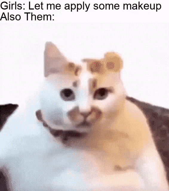Download Cat Meme Gif Nomer 18