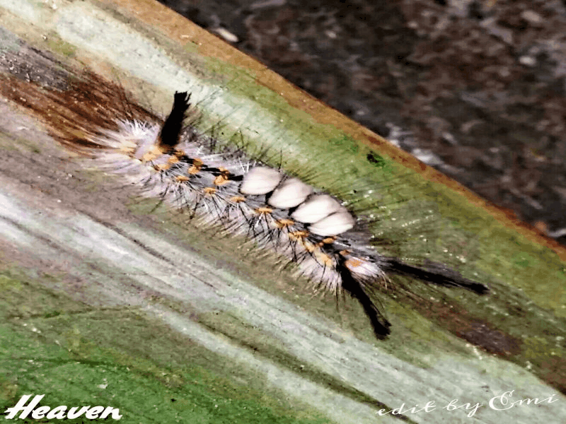 Detail Caterpillar Gif Nomer 44