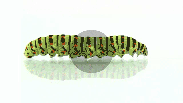 Detail Caterpillar Gif Nomer 49